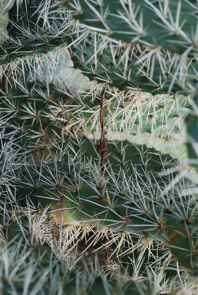 Extreme close-up of a cactus plant, with a rusty barbed wire traversing its spiky spines.
