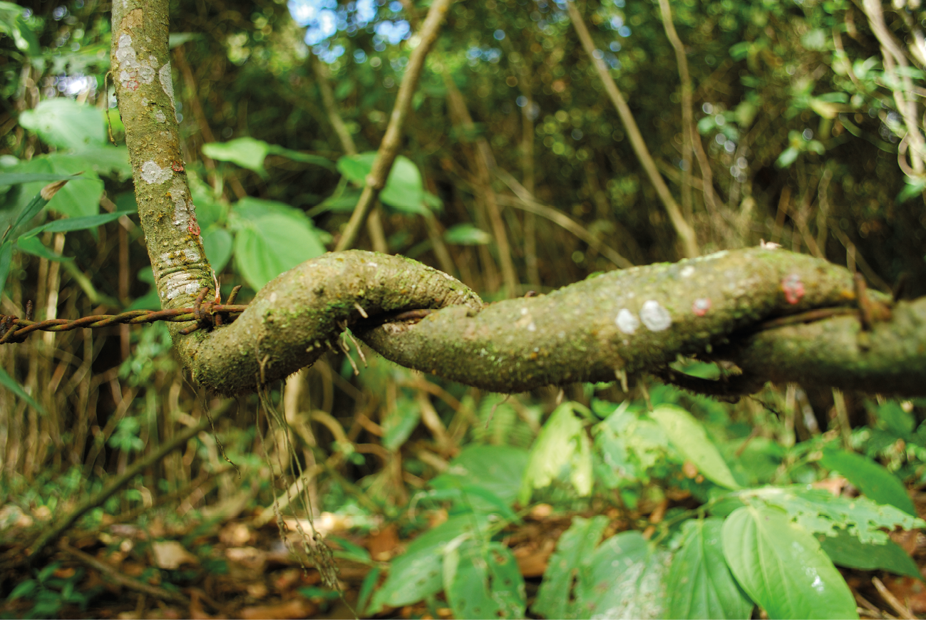 Close-up of a wooden, white-spotted plant wrapping around a horizontal barbed wire against a blurry background of leaves and trees.