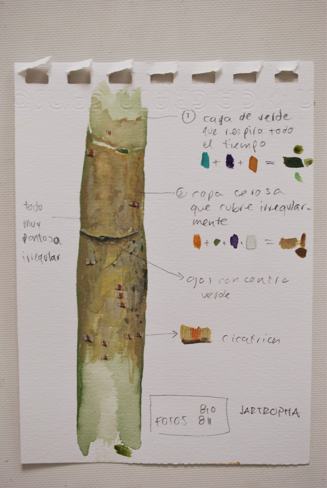 Segment of a plant stem painted in watercolour on a white page taken from a spiral notebook, with sketches and handwritten notes in Spanish.