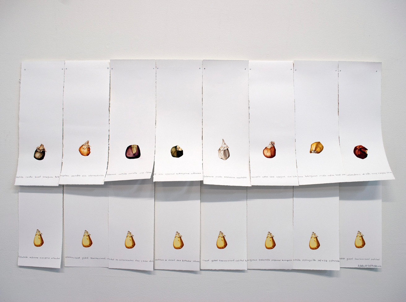 Seeds painted in watercolour on white pieces of paper with handwritten notes in Spanish, all aligned in two separate rows of eight pieces each.