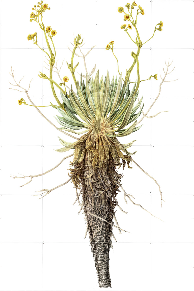 Illustration of the Espeletia grandiflora plant painted in watercolour on separate white pieces of paper, all placed together to offer the complete image of the plant.