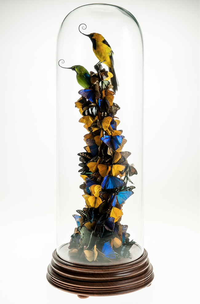 View of a diorama in a glass display dome placed on a wooden plinth base featuring yellow and blue butterflies and two taxidermied hummingbirds.