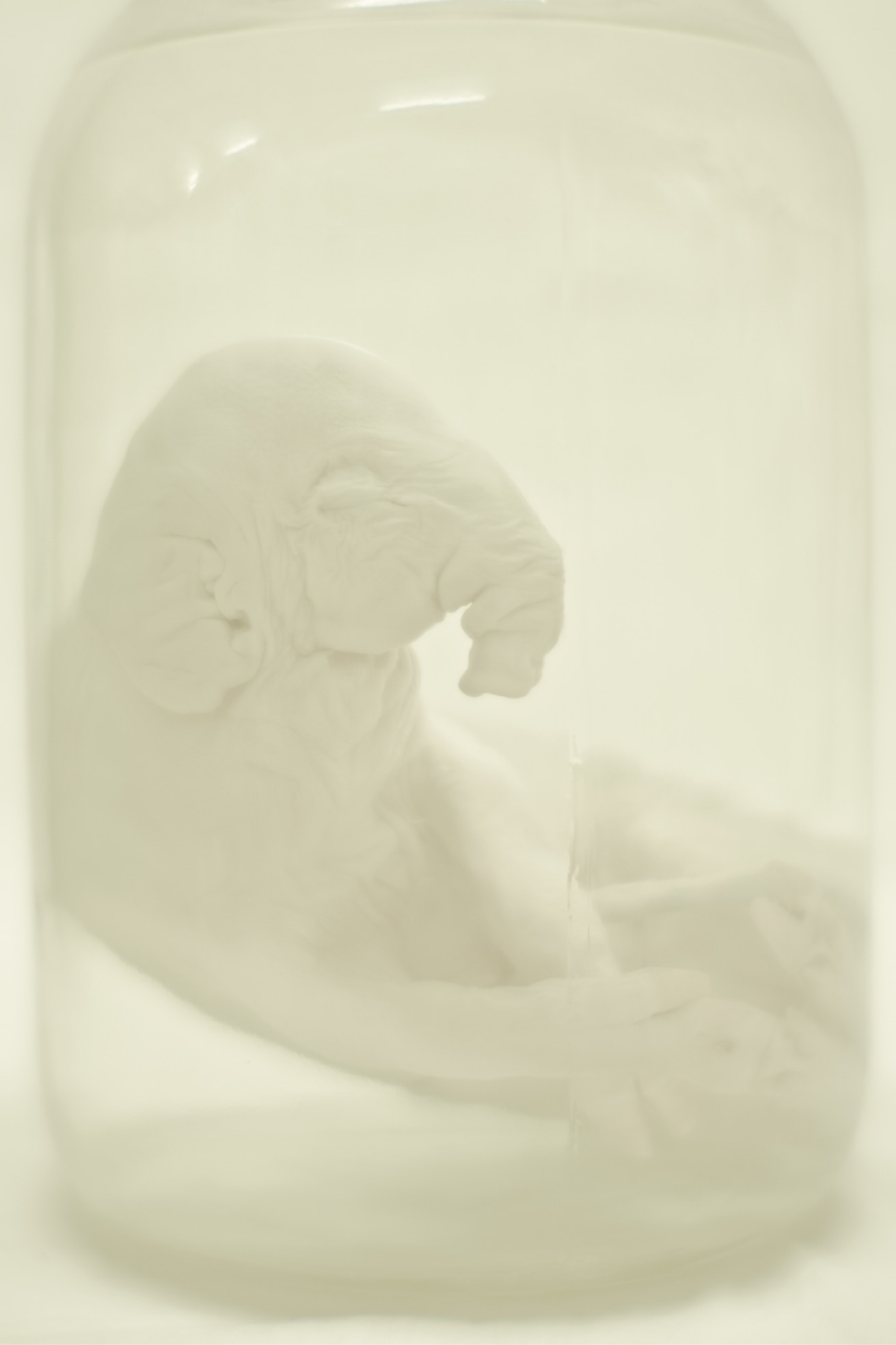 Faded view of a fluid-preserved elephant fetus housed in a sealed glass container.