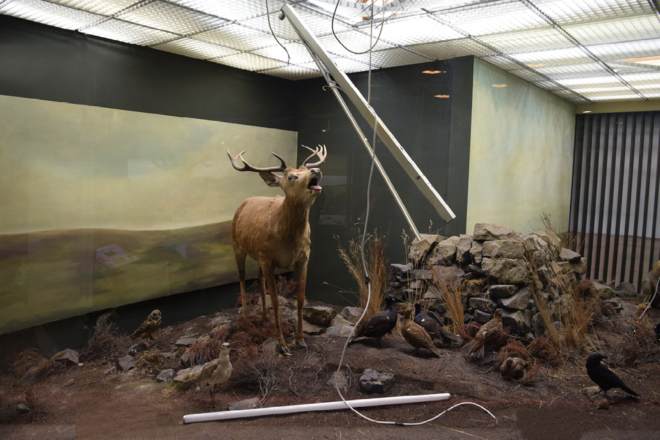 View of taxidermied birds and a taxidermied stag sitting amid rocks, plants, and fallen light fixtures.