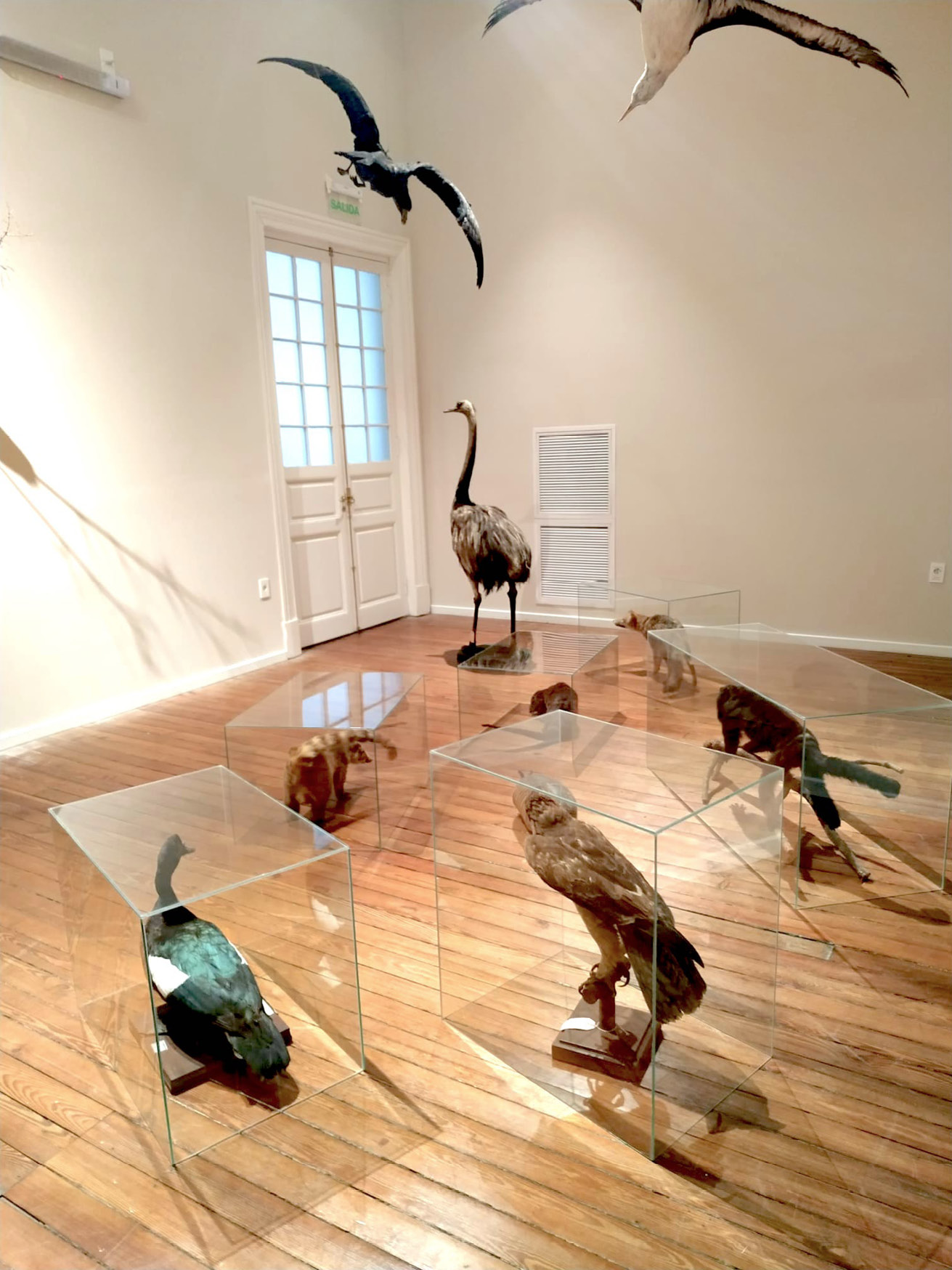 View of taxidermied mammals and birds placed in a white painted room, some in glass display cases on the floor, some suspended above the floor, all oriented towards a closed white painted door with glass inserts.