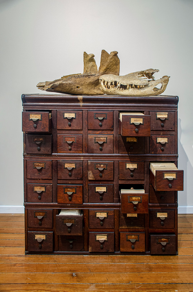 View of an old wooden card index cabinet, with some of it drawers pulled open and nonhuman skeletal remains, including a crocodile skull, placed on top of it.