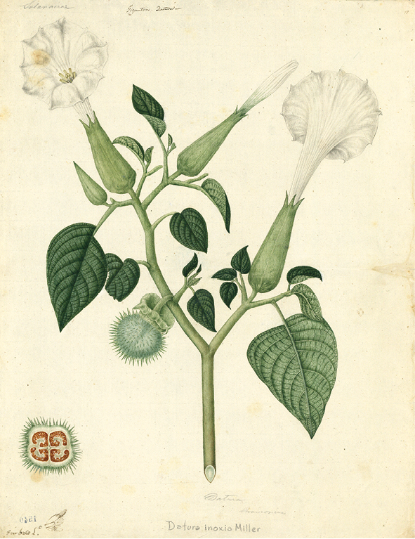 Digitized botanical illustration of a plant, with two full-bloomed white bell shaped flowers sitting on stems with leaves, two unbloomed flowers, and a capsule covered by small needle-like emergences, accompanied by a drawing of the section of the capsule and the plant?s name in Latin, Datura inoxia Miller.