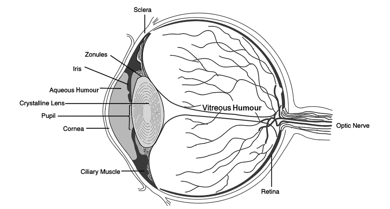 The Last Man who Knew Everything - 5. Physician of Vision