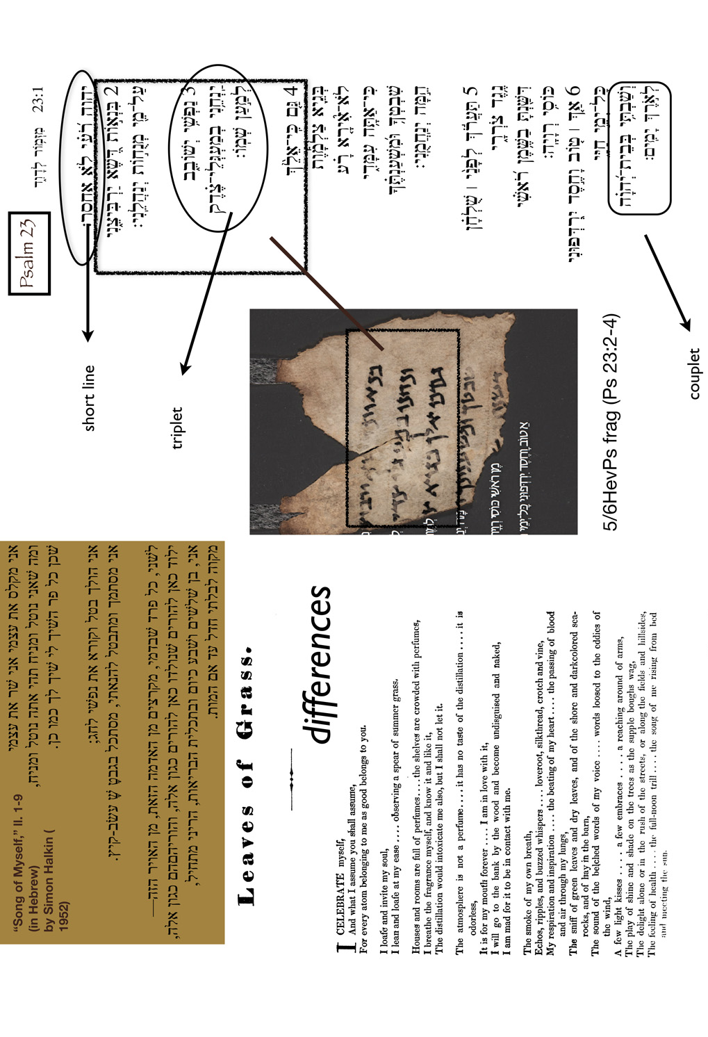 A composite image including a section from 'Song of Myself' written in Hebrew, a section of a page from Leaves of Grass, and Psalm 23 written in Hebrew (with 'short line', 'triplet', and 'couplet' annotated).
