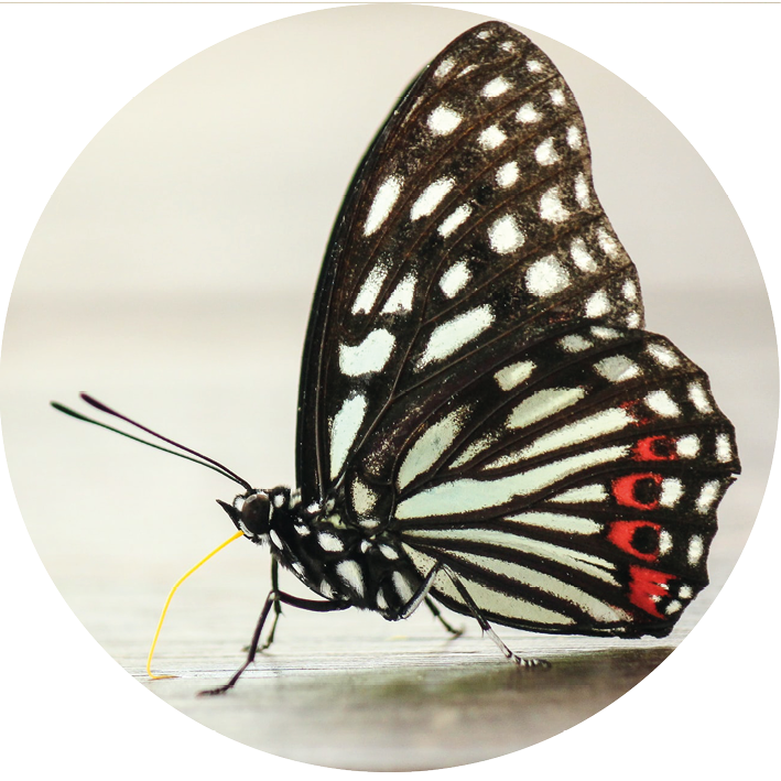 Butterfly with black, white and red wings