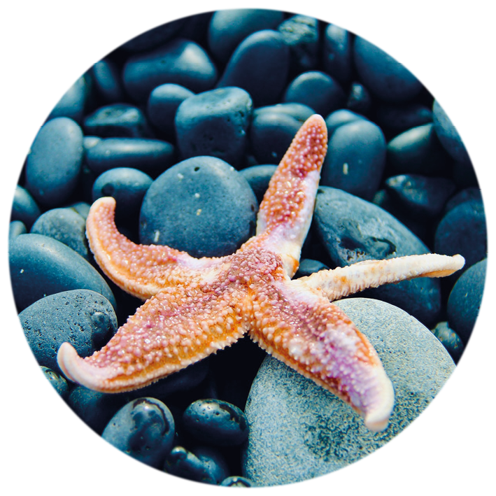 starfish in the sea on rocks