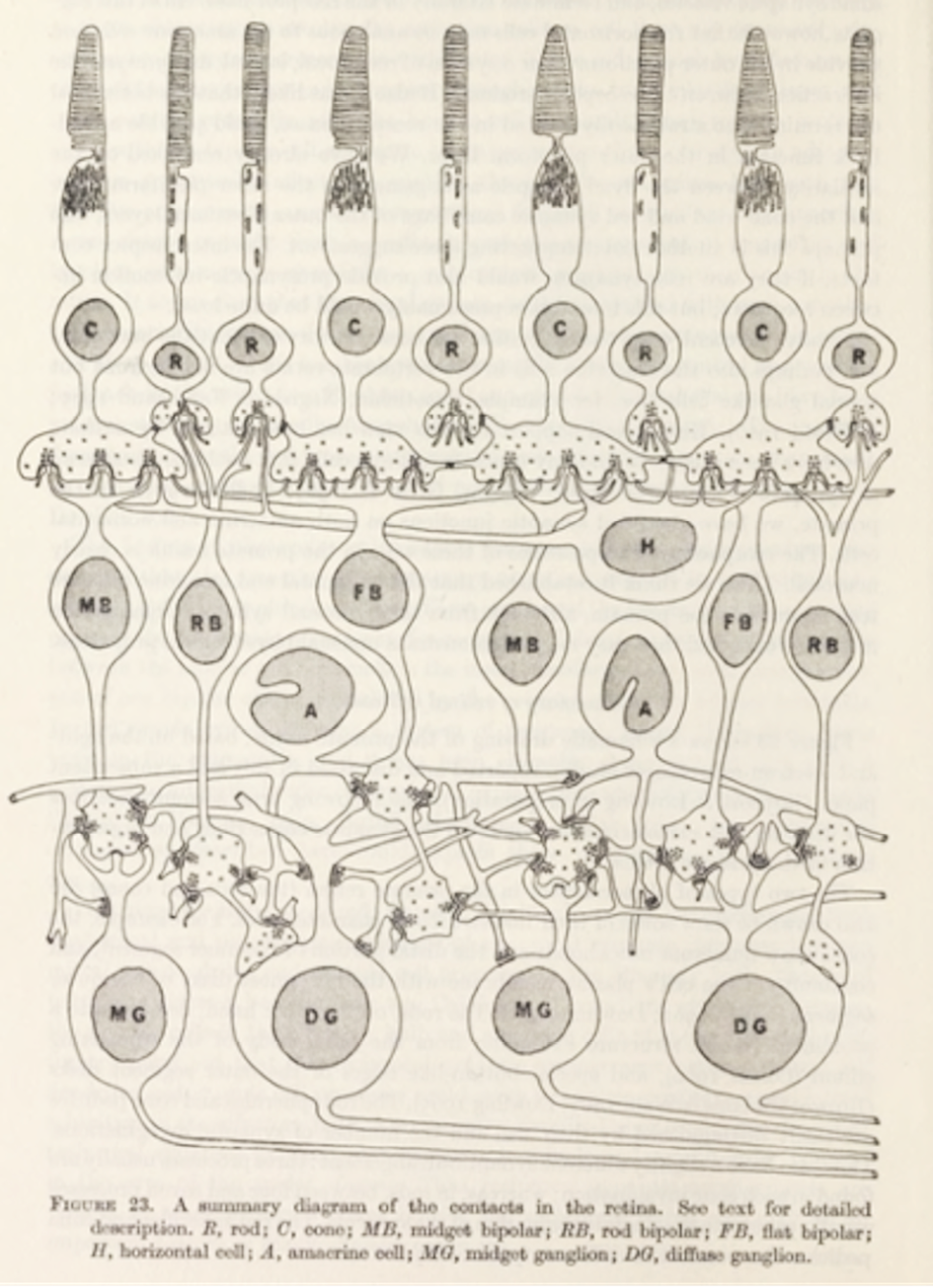 Diagram of the human eye showing different cell types, including rods, cones, and ganglion cells, and their connections within the retina.”,
