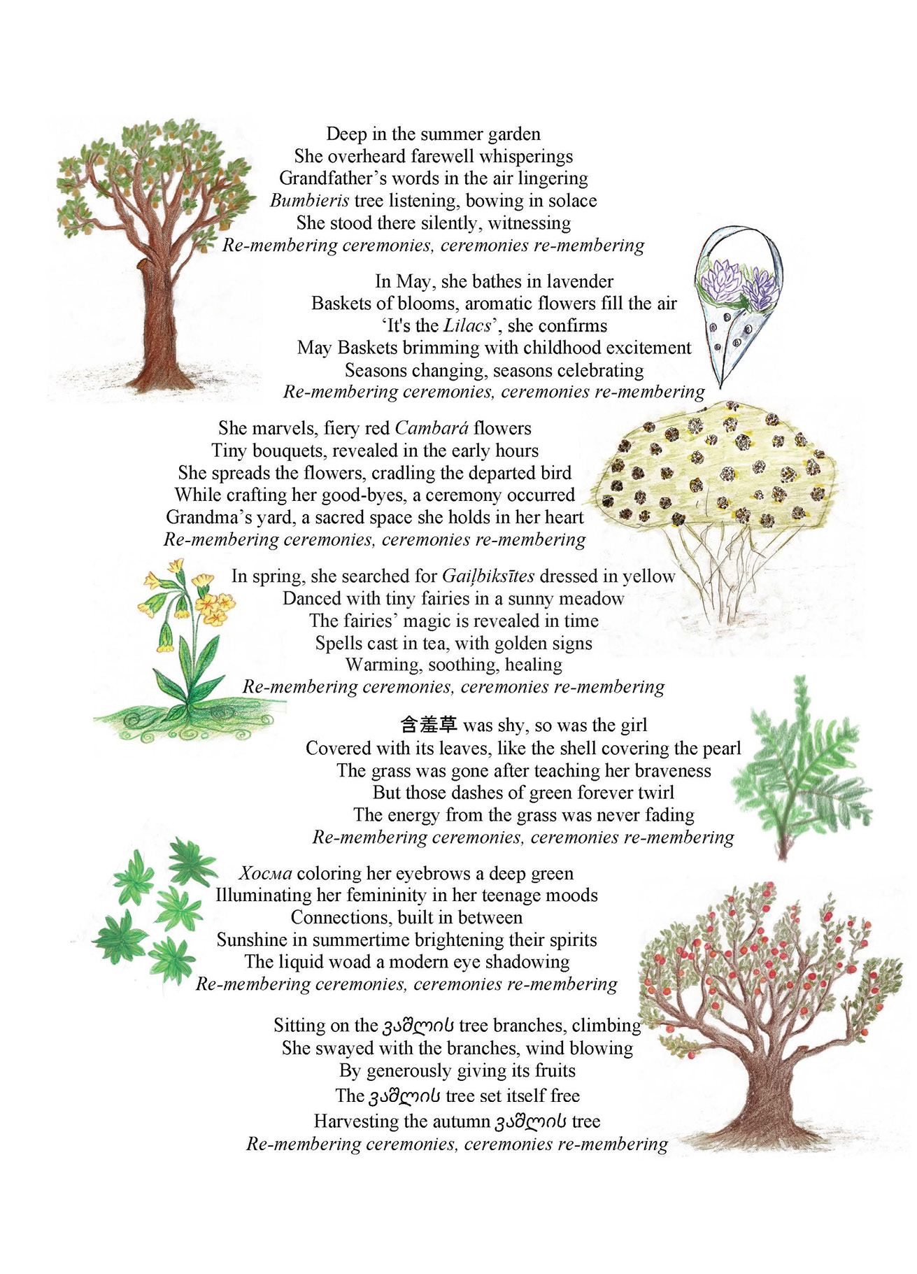A collage with drawings of different plants, including a pear tree, a basket of lilacs and lavender, cambara bush, primrose, mimosa pudica, woad, and apple tree. The drawings were sketched by each author during the process of sharing memories with each other about their relationships with the plants. Bringing the drawings of the plants together on one page illustrates the interwoven nature of memories across diverse times and spaces.