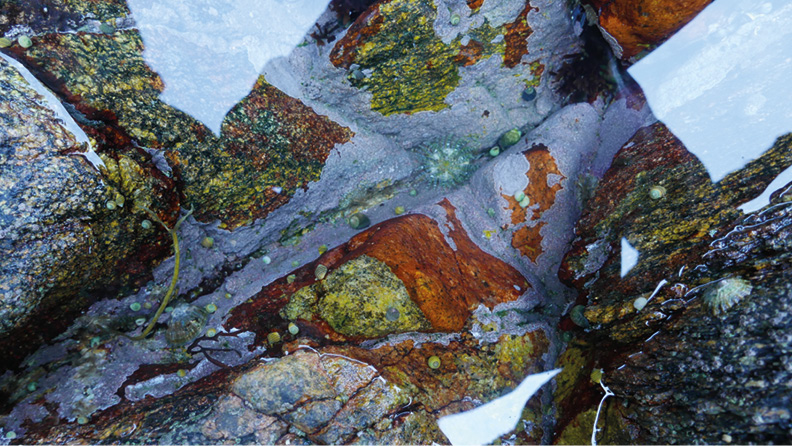 Close-up image of a tide pool with various types of algae, barnacles, and small marine life clinging to colorful, weathered rocks submerged in clear water. The rocks display hues of green, orange, and brown, creating a vibrant underwater landscape.
