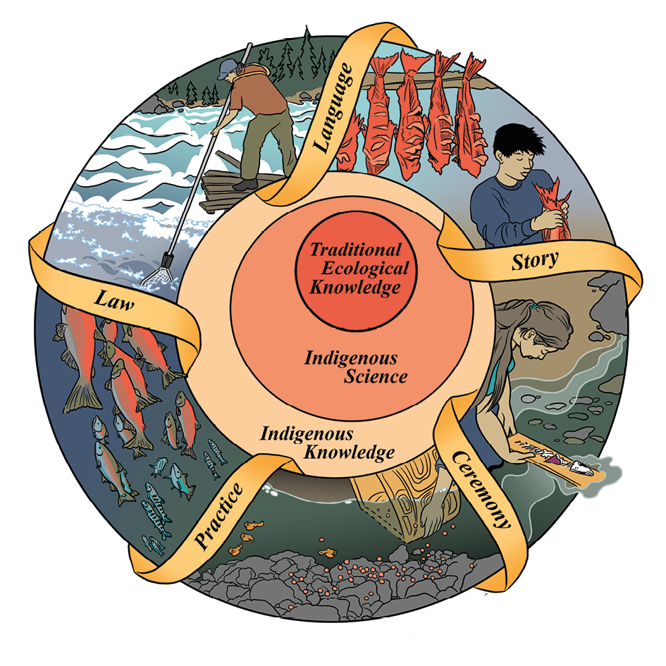This circular diagram illustrates the components of Indigenous Knowledge and Traditional Ecological Knowledge within Indigenous Science. The centre contains concentric circles labelled “Traditional Ecological Knowledge” and “Indigenous Knowledge,” surrounded by five segments connected by golden ribbons labelled “Law,” “Language,” “Story,” “Ceremony,” and “Practice.” Each segment features detailed illustrations of traditional activities like fishing with poles, drying salmon, and performing ceremonies near water, all depicted in an artistic style with earthy colours and Pacific Northwest Indigenous aesthetics.