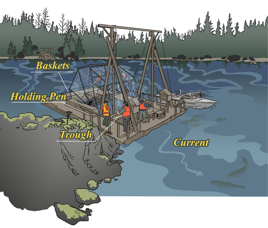 This illustration shows a fish wheel, a traditional fishing apparatus positioned on a riverbank with evergreen forest in the background. The structure features labelled components including baskets (large netted wheels), a holding pen, and a trough, while three workers in high-visibility gear operate the mechanism from a platform. A small boat is moored alongside the wheel, and the water shows visible current patterns flowing past the installation.