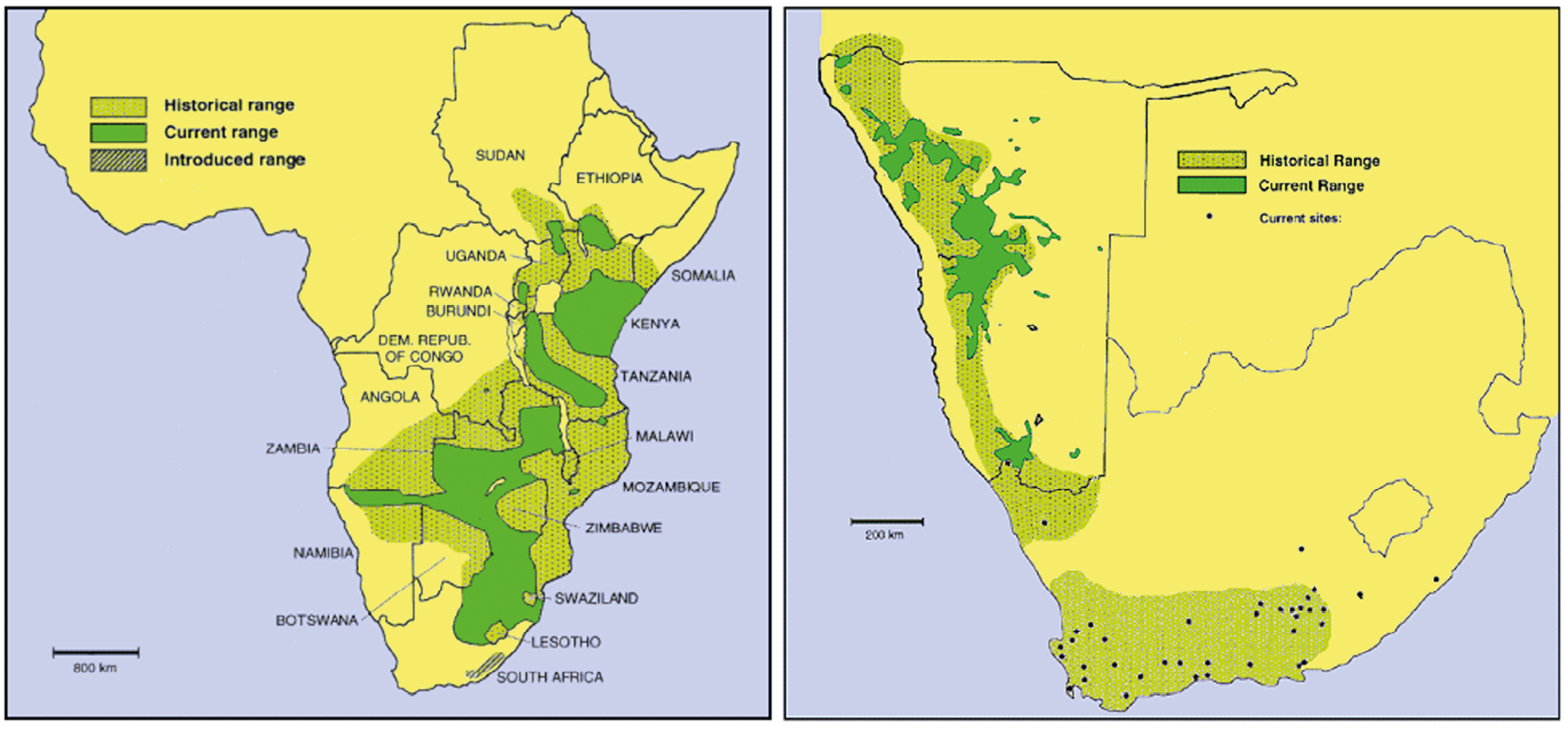 Maps showing the historical, current and introduced range of plains zebra (Equus quagga) (left), and of mountain zebra (Equus zebra) in southern western Africa (right).