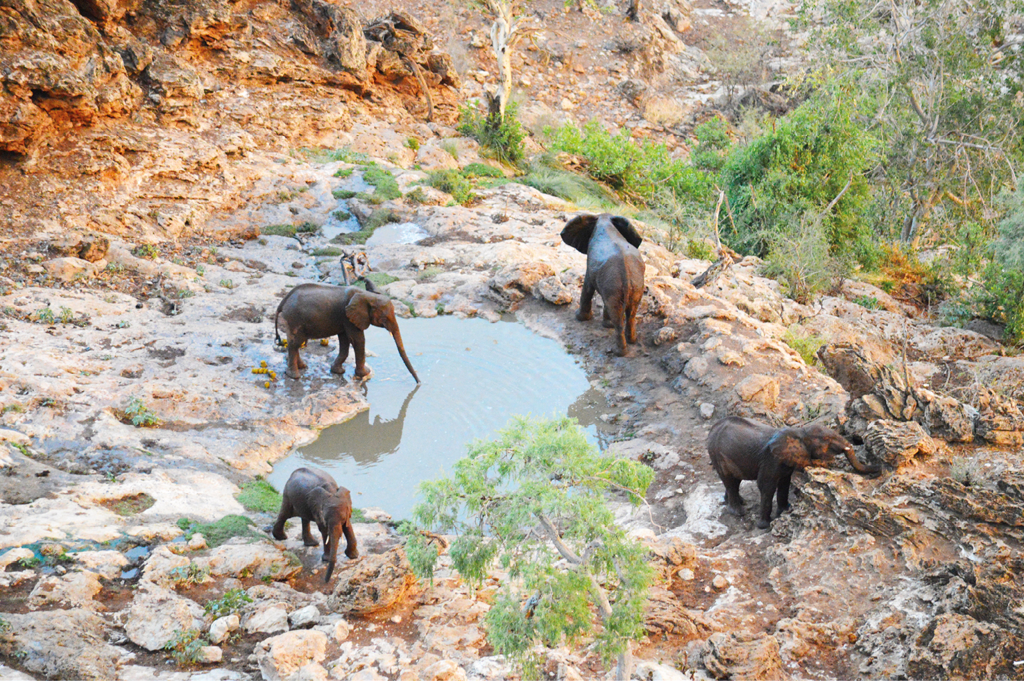Photograph of a spring in the northern highlands, important for elephants and other wildlife.