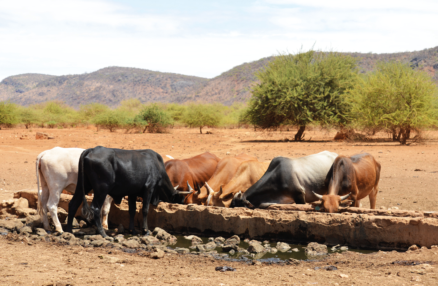 Photograph showing cattle drinking at a conservancy water point.
