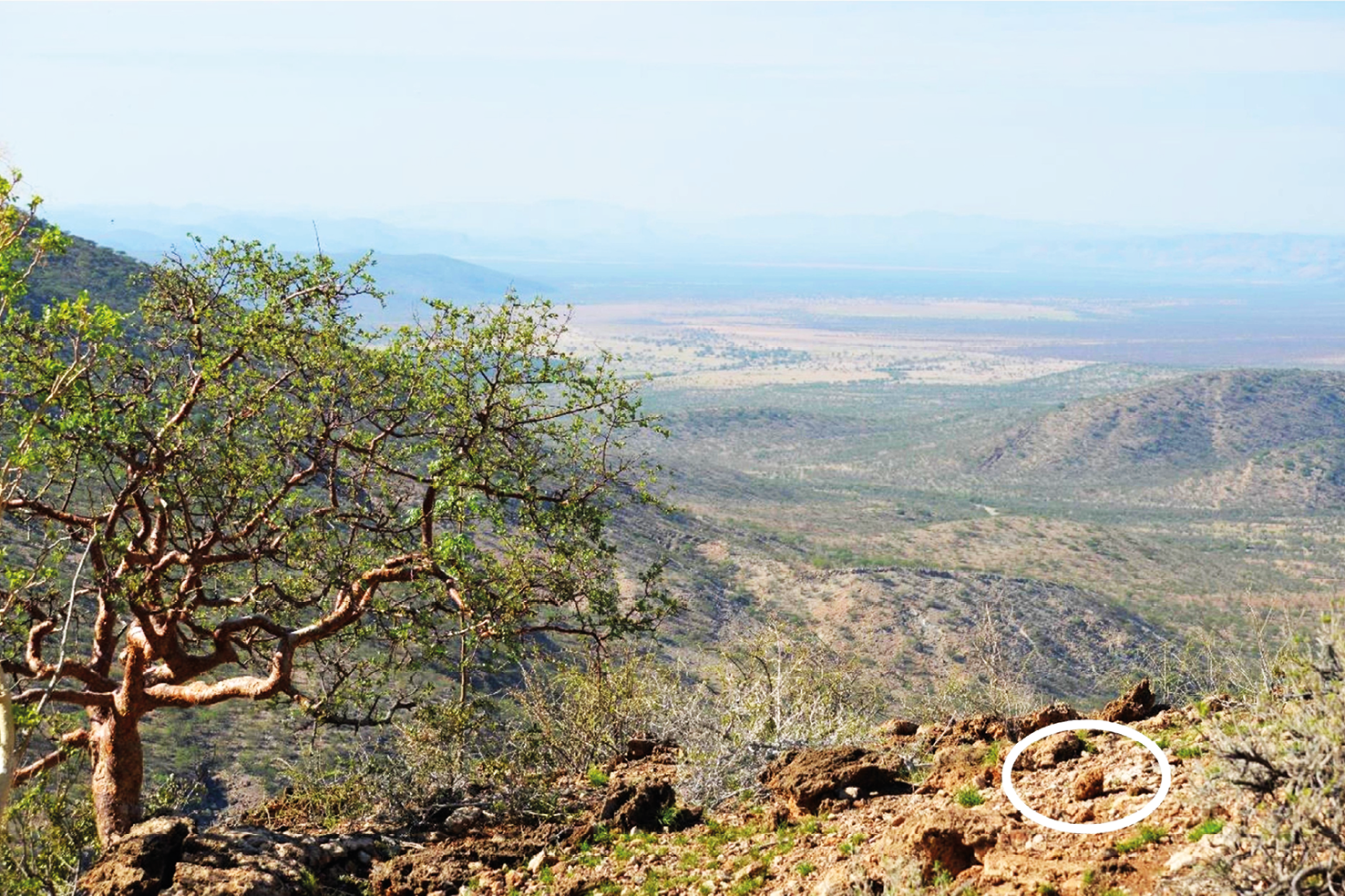 Photograph showing elephant dung at the top of a mountain near Otjisakamuka in Omatendeka conservancy.