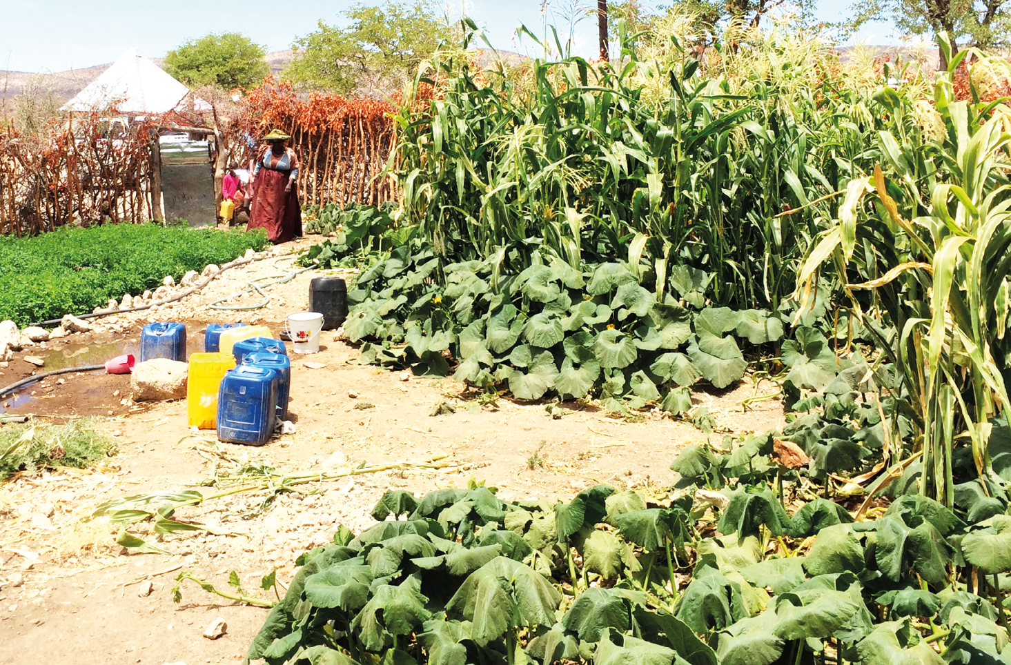 Photograph of a vegetable garden in Ombombo village, Okangundumba Conservancy.