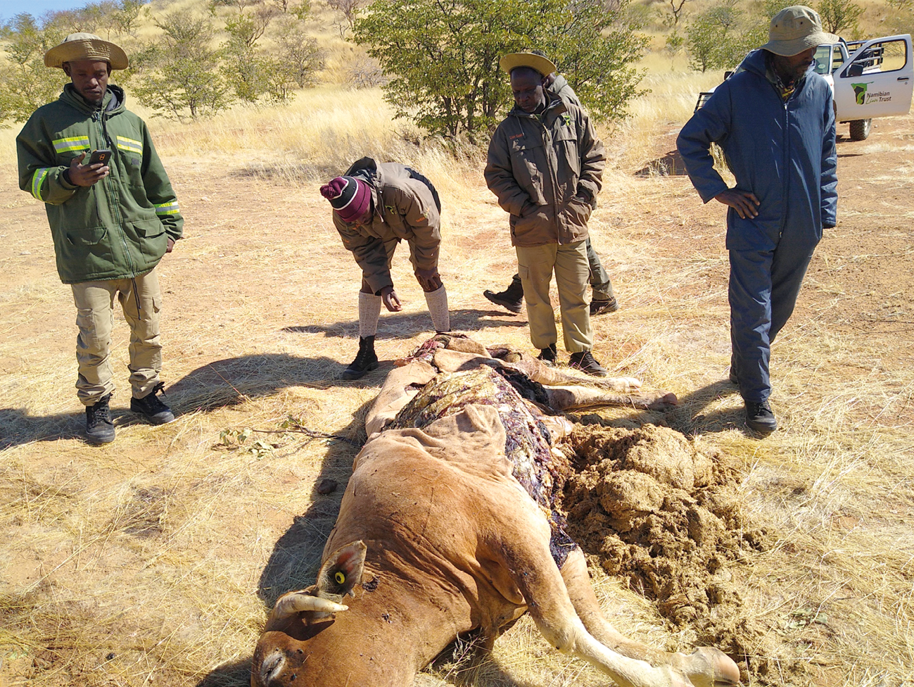 Photograph of a cow killed by a male lion in ǂKhoadi-ǁHôas farming area.