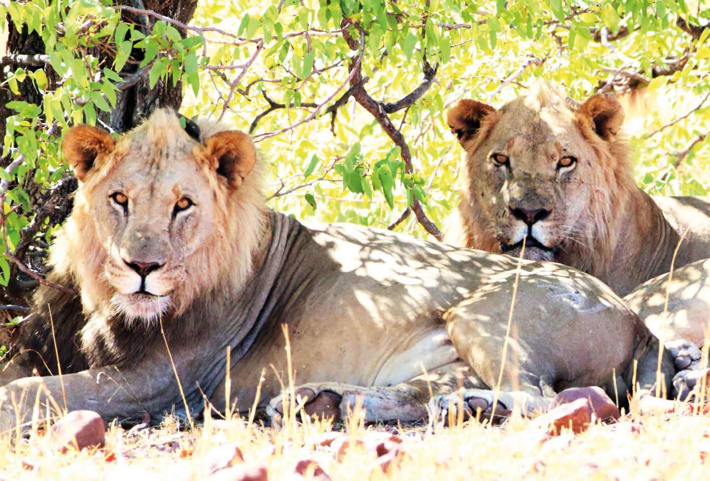 Photograph of two male lions resting.
