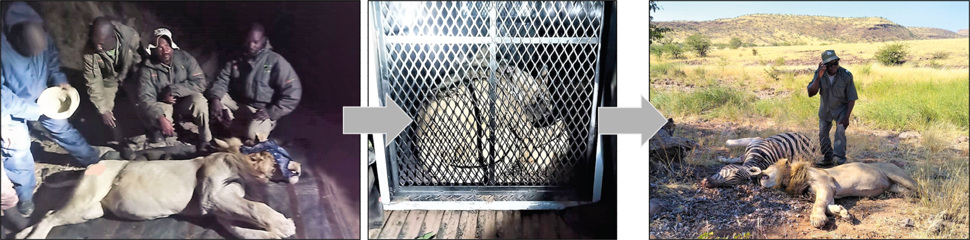 Photographs showing different stages in the translocation operation of a male lion in north-west Namibia.
