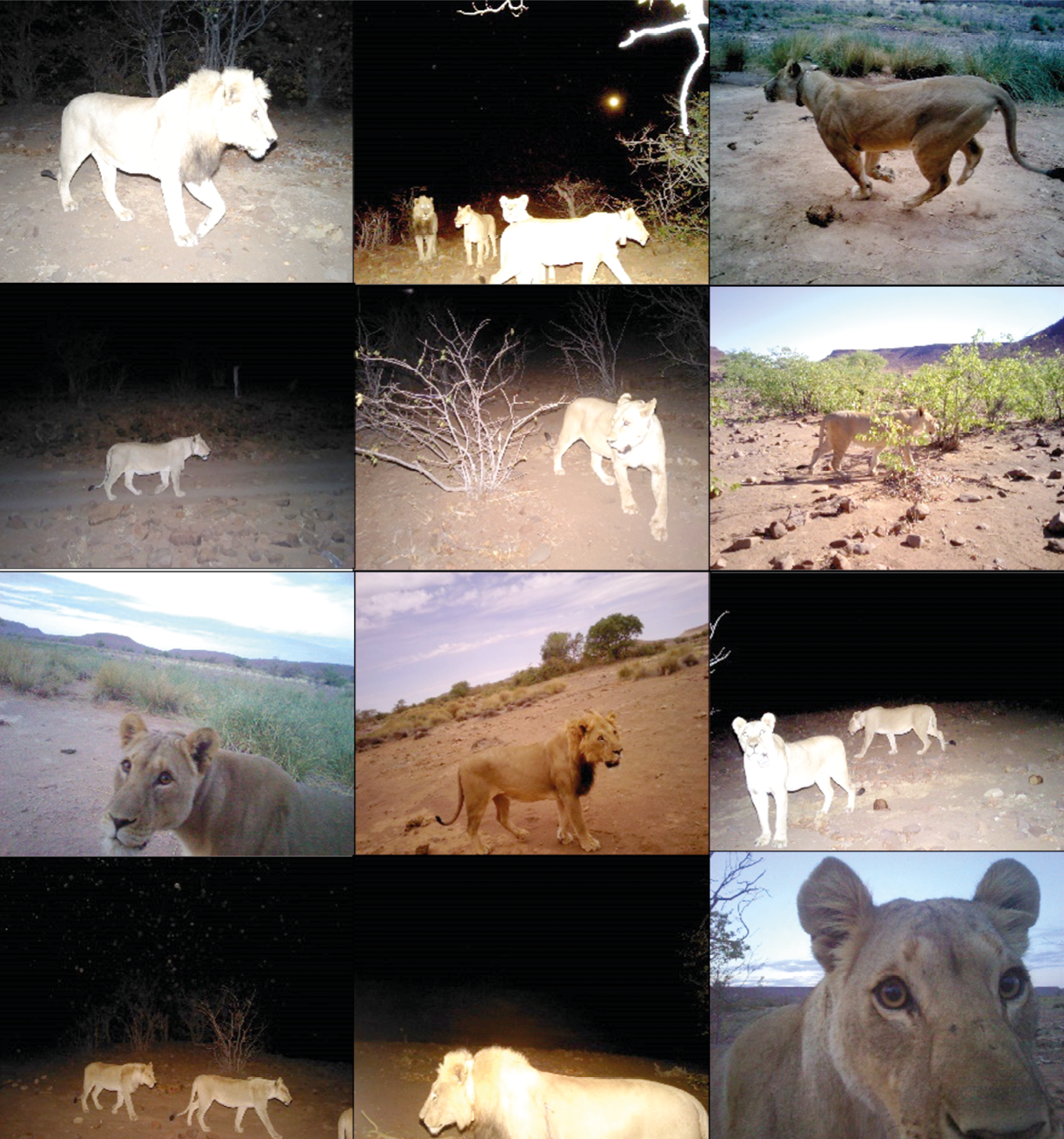 Selection of camera trap images of lions from Omatendeka Conservancy.