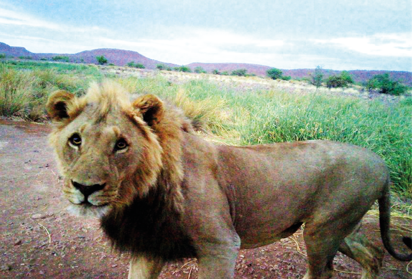 Camera trap photo of a lion taken near Okavariona waterhole.