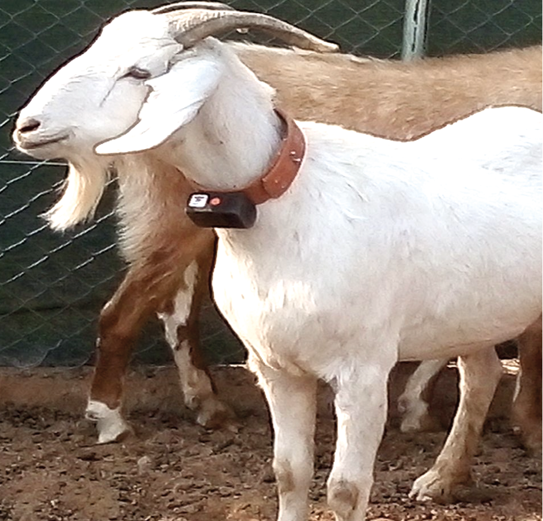 Photograph of a collared goat at !Nao-dâis/Otjorute village.