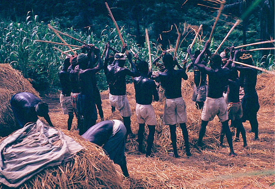 A group of men, dressed in shorts and head coverings, engaged in a communal threshing activity. They are raising wooden sticks in unison to beat the harvested crops, surrounded by golden piles of straw and lush green fields in the background.