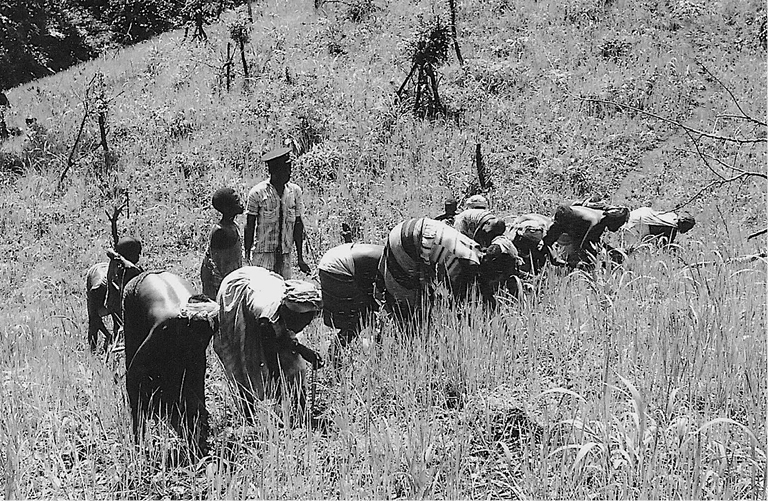 A black-and-white photograph of a group of people bent over in a field, harvesting crops. They wear traditional clothing, and a few individuals stand observing the work, while the backdrop consists of rolling hills covered in vegetation.
