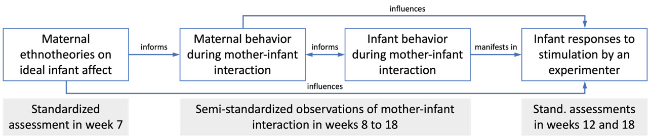 A flowchart outlining maternal ethnotheories and their impact on infant responses to stimulation through mother-infant interaction and standardised assessments over weeks.