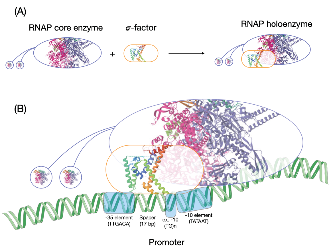 RNA polymerase holoenzyme formation: schematic showing core enzyme, sigma factor, and promoter interaction during transcription initiation.","A two-part diagram showing RNA polymerase holoenzyme assembly. The core enzyme combines with a sigma factor, targeting a promoter site with specific sequences, initiating transcription by interacting with -35 and -10 elements.
