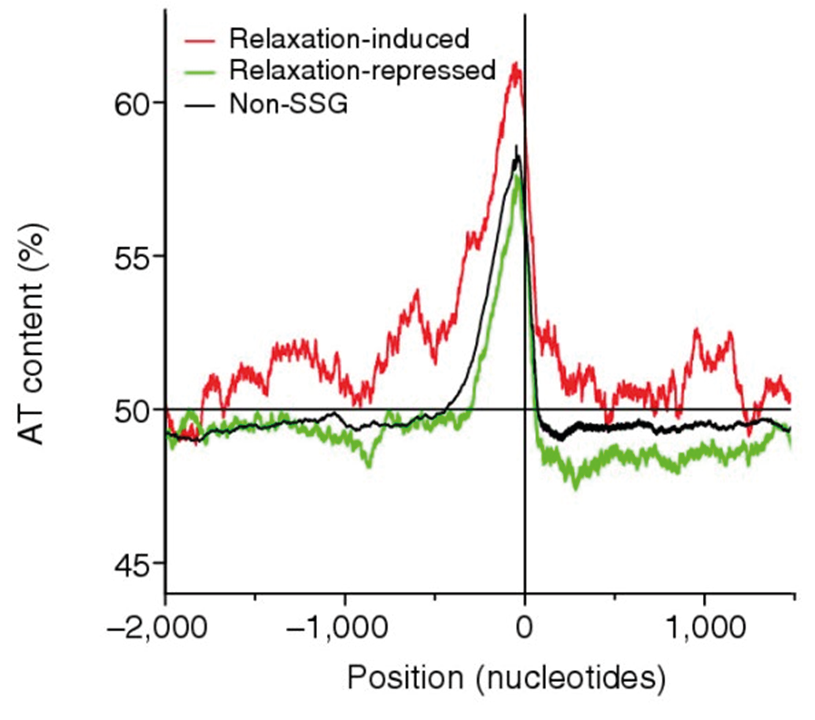 A line graph showing AT content percentages across different genomic positions. Three curves represent relaxation-induced, relaxation-repressed, and non-SSG states, with noticeable AT-content variations around the centre position.