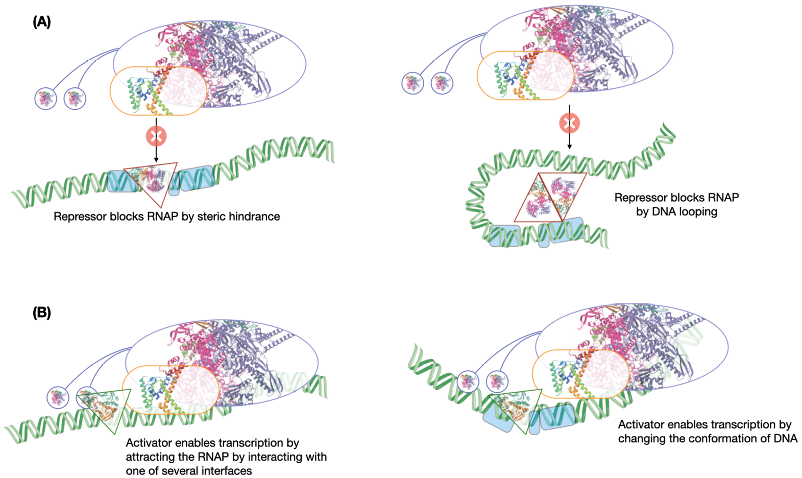 Repressor mechanisms: illustrations of steric hindrance and DNA looping blocking RNA polymerase, and activators aiding transcription via structural changes.","Illustrations detailing transcriptional repression and activation. Repressors block RNA polymerase via steric hindrance or DNA looping, while activators aid transcription by modifying DNA conformation or directly interacting with polymerase.