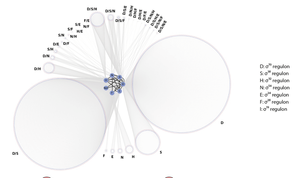 A circular diagram depicting sigma factor regulons and their overlaps. Each regulon is represented by a circle, with connections illustrating interactions or shared gene targets among different sigma factors.
