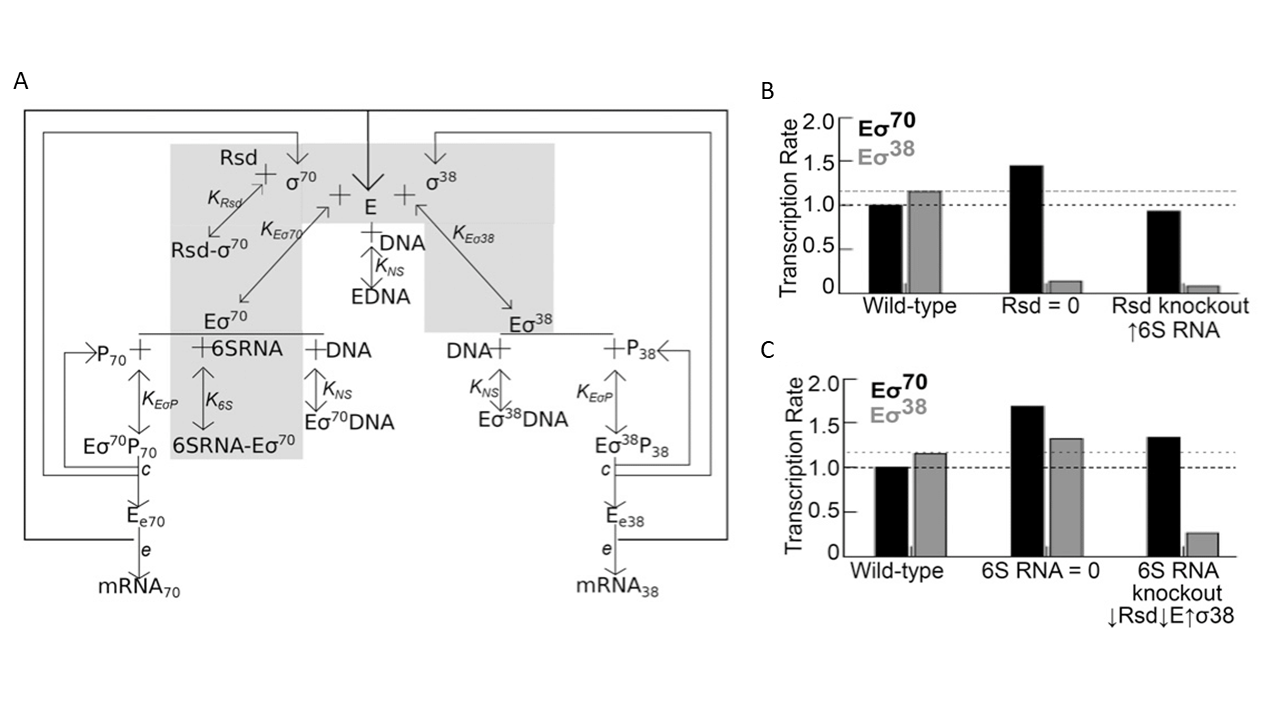 A schematic diagram (panel A) explaining the interactions between sigma factors, RNA polymerase, and regulatory elements. Panels B and C show bar graphs comparing transcription rates across different experimental conditions for Es70 and Es38.