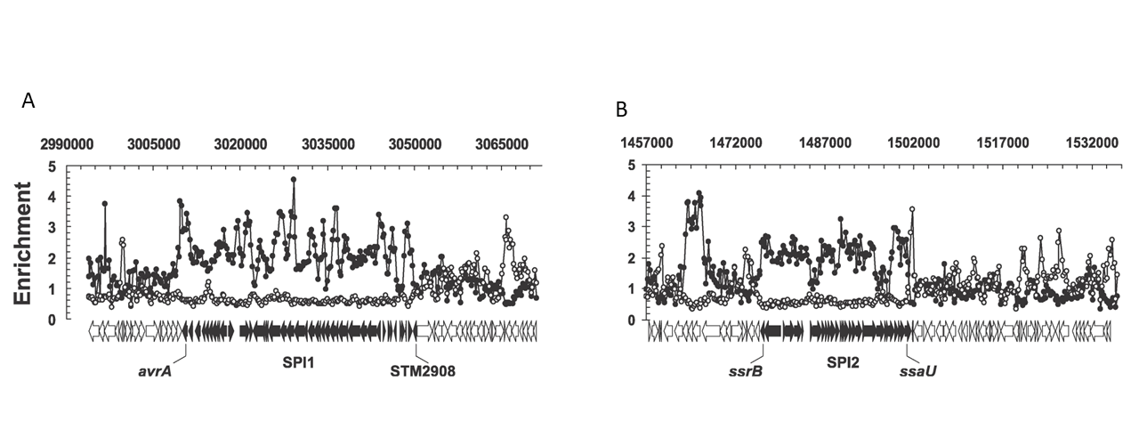 Two line graphs showing gene enrichment levels across genome coordinates. Panel A highlights SPI-1-related enrichment, while panel B focuses on SPI-2 regions, with key genes annotated below the enrichment curves.