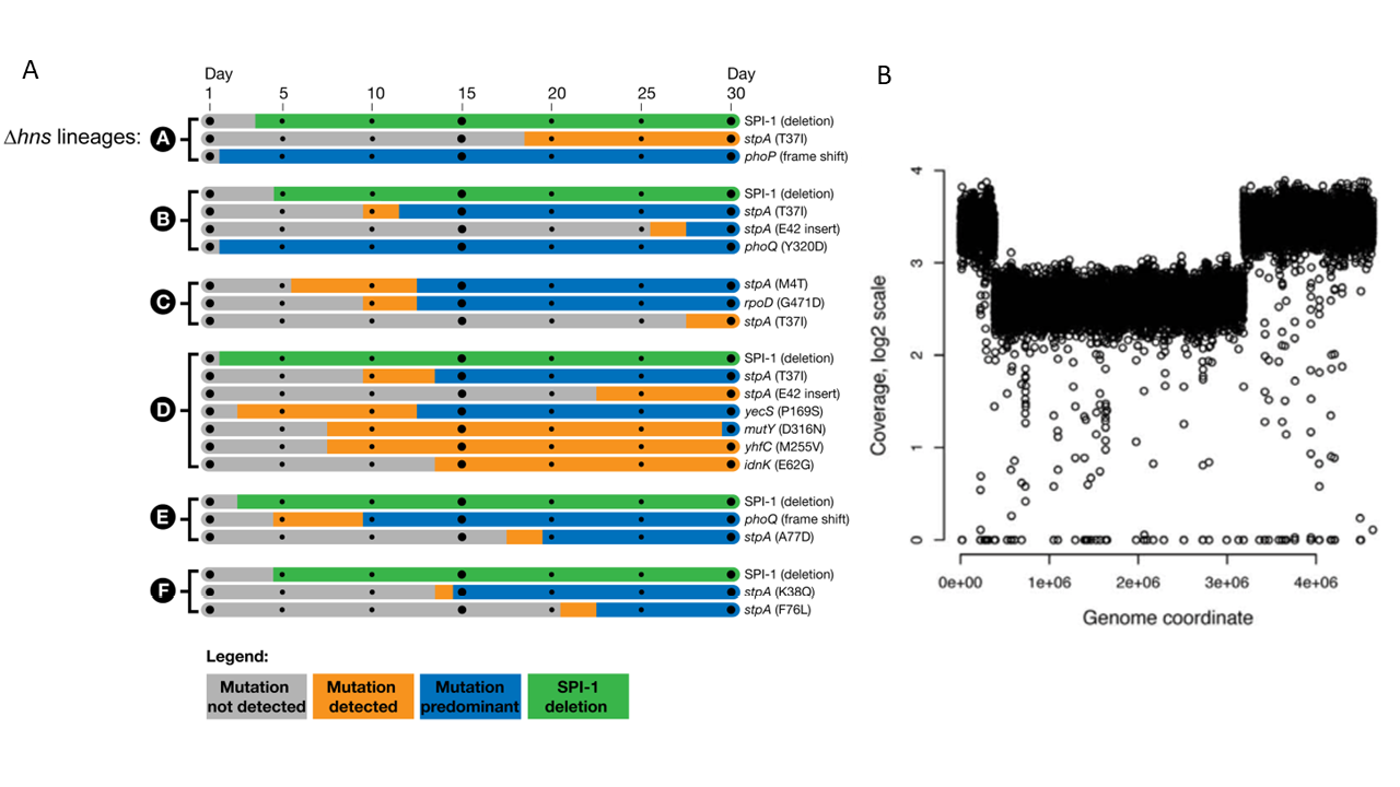 A series of timeline-like visualisations (panel A) tracking mutation dynamics across ?hns lineages over 30 days. Panel B shows genome coverage data on a log2 scale, highlighting variations in genome regions affected by mutations.