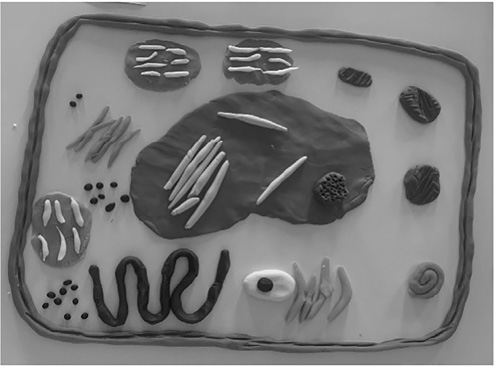A clay model of a biological cell displayed on a flat surface, showing various organelles like the nucleus, mitochondria, and endoplasmic reticulum.